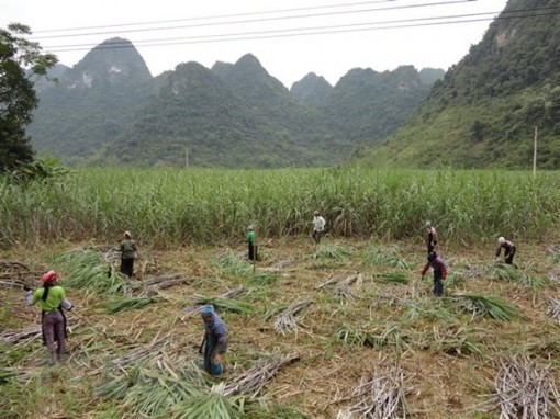 Cơ hội nào cho doanh nghiệp sản xuất mía đường trong nước