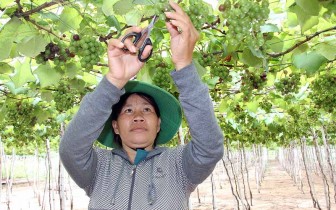 Phát triển vùng cây ăn quả Nam Trung Bộ và Tây Nguyên theo hướng bền vững