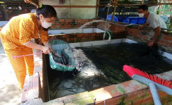 Tây Ninh: Nuôi lươn không bùn, bắt bán toàn con to bự, cứ bán 1.000 con nông dân lãi 20 triệu
