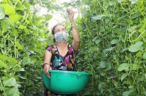 Châu Thành nỗ lực giảm nghèo bền vững