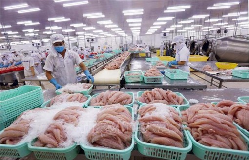 Bức tranh tương phản lợi nhuận của doanh nghiệp thủy sản