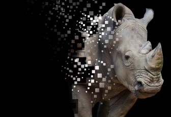 6.850 USD cho chiếc sừng tê giác kỹ thuật số đầu tiên được đấu giá tại Nam Phi