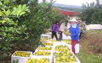 Bắc Giang kết nối tiêu thụ nông sản