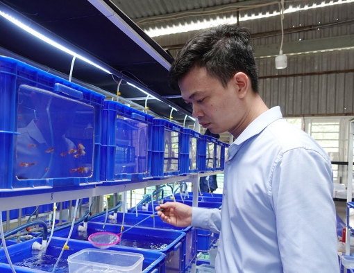 Phát triển kinh tế từ nuôi cá 7 màu