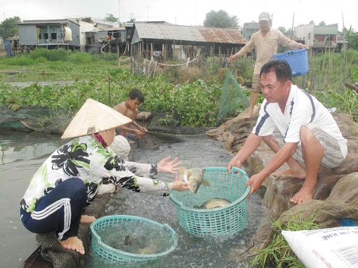 Thăng trầm nghề nuôi cá chép giòn