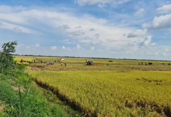 Nâng tầm lúa gạo