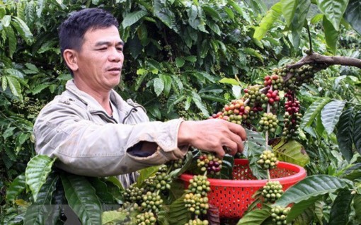 Kết thúc phiên giao dịch 18-11, giá cà-phê, giá đường đảo chiều giảm mạnh