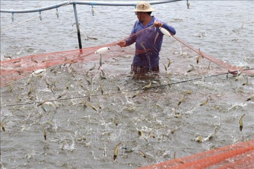 Giá tôm thẻ chân trắng tăng cao