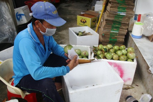 Hối hả hái thứ trái đặc sản "chứa đầy sữa", gặp dịch Covid-19 giá bán giảm, nông dân Cần Thơ vẫn có lời nhiều