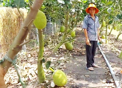 Tiền Giang: Kẹt container, giá mít đột ngột giảm sập sàn, loại rẻ mạt nhất chỉ còn 1.000 đồng/kg