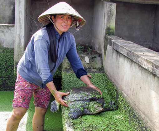 Giá bán loài bò sát này ở tỉnh Hậu Giang bất ngờ tăng thêm 100.000 đồng/kg