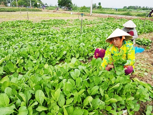 Chợ Mới đảm bảo ổn định sản xuất nông nghiệp trong tình hình dịch bệnh