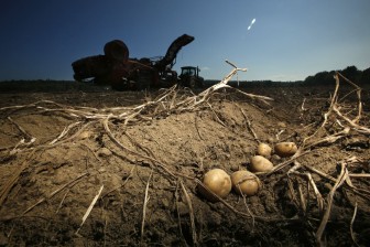 Các nhà khoa học Mỹ nghiên cứu giống khoai tây có khả năng chống chịu biến đổi khí hậu