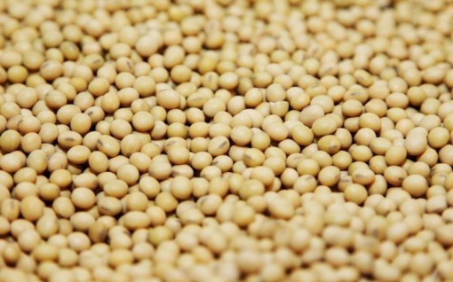 Giá nông sản đồng loạt giảm trước nỗi lo nguồn cung tăng