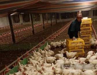 Giá gia cầm hôm nay 2-12: Nông dân Việt Nam xuất sắc 2021 bày cách nuôi gà hiệu quả, dễ bán