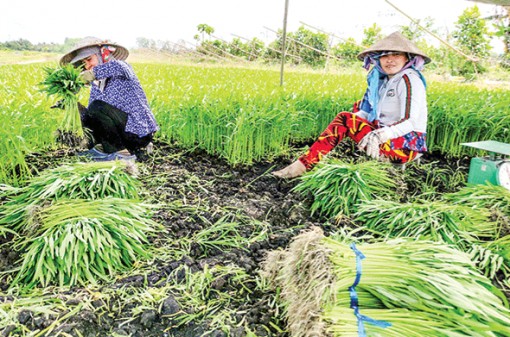 Thúc đẩy sản xuất nông nghiệp theo quy mô hàng hóa lớn