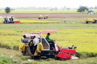 Huyện Châu Phú sản xuất nông nghiệp thích ứng tình hình mới