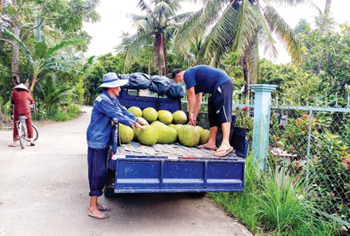 Cần Thơ: Thu hoạch 142.238 tấn trái cây