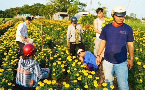 Vụ mùa cuối năm