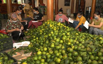 Mở rộng thị trường tiêu thụ cho sản phẩm cây ăn quả