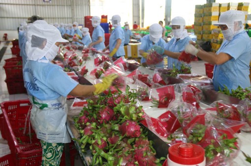Thích ứng tiêu chuẩn mới về xuất khẩu nông sản