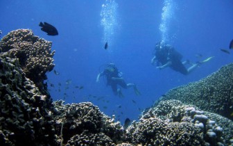 Các rạn san hô ở tây Ấn Độ Dương có nguy cơ sụp đổ trong 50 năm tới