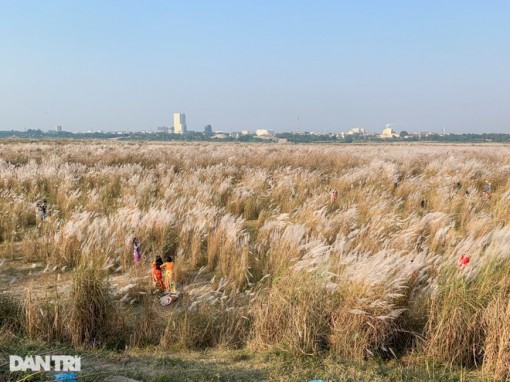 Du khách xúng xính váy áo, lặn lội 60km tới ngắm bãi cỏ lau đẹp nhất Hà Nội