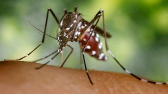 Cuba phát hiện loài muỗi có thể truyền bệnh sốt xuất huyết