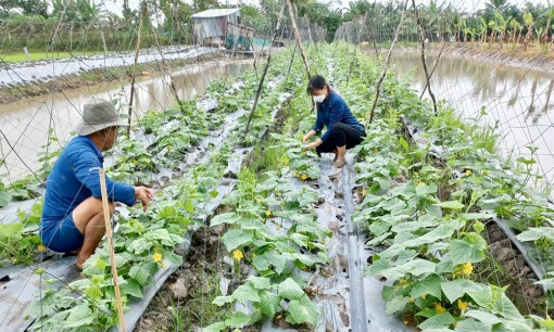 Hoạt động khuyến nông thích ứng dịch bệnh