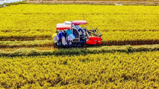 Huyện Thoại Sơn nỗ lực phục hồi, phát triển kinh tế