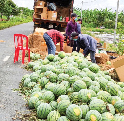 Cần Thơ: Giá dưa hấu duy trì ở mức cao, nông dân phấn khởi