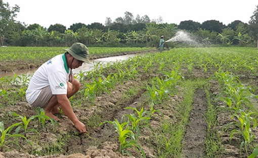 Hậu Giang: Huyện Phụng Hiệp xuống giống 45ha bắp nếp phục vụ thị trường tết