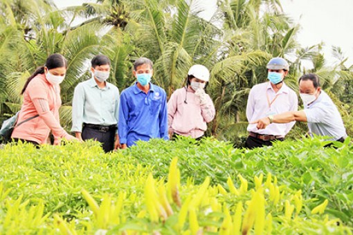 Hậu Giang: Huyện Vị Thủy trên 55.000 chậu hoa phục vụ thị trường tết