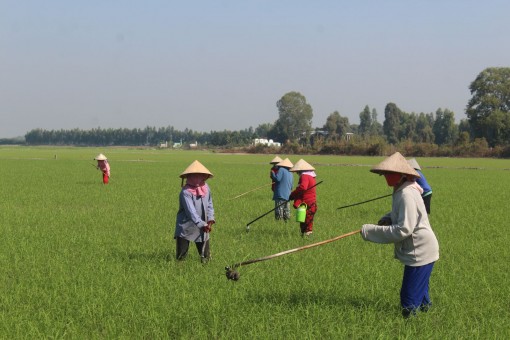 Long An: Đẩy nhanh tiến độ gieo sạ vụ Đông Xuân 2021 - 2022