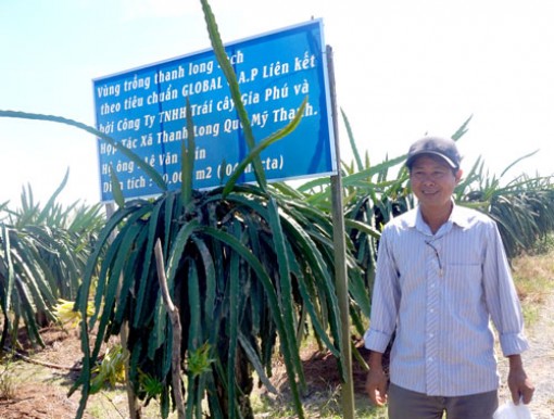 Long  An: Người tiên phong sản xuất thanh long hữu cơ