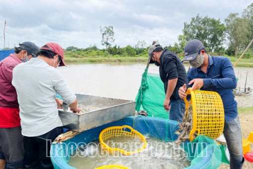 Sóc Trăng: Huyện Mỹ Xuyên quyết tâm xây dựng thành công huyện nông thôn mới nâng cao