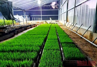 Sản xuất “Gạo hữu cơ Sepon” phục vụ xuất khẩu