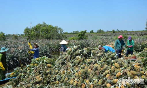 Hồi sinh vùng đất "bưng sậy lên hoang"