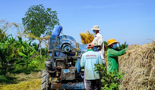 Cà Mau: Lúa hữu cơ hướng phát triển bền vững