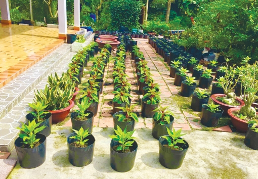 Trồng hoa Tết tại nhà