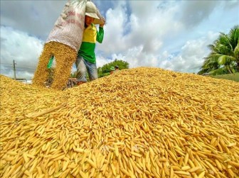 Thị trường nông sản tuần qua: Giá gạo giảm nhẹ