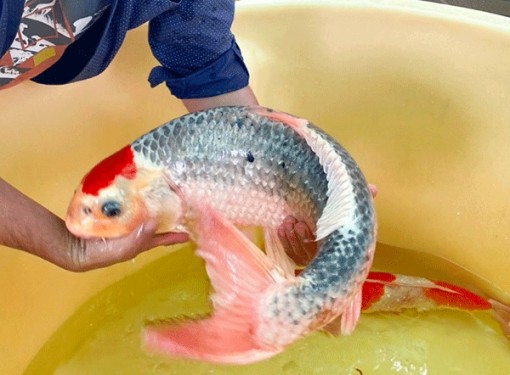 Cần Thơ: Bắt đối tượng trộm cá Koi ở phường Hưng Thạnh