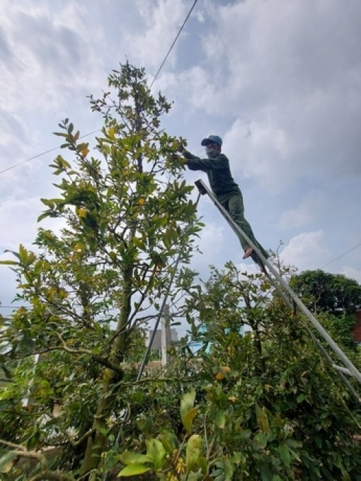 Vĩnh Long: "Tay chơi" gom hàng mai bonsai