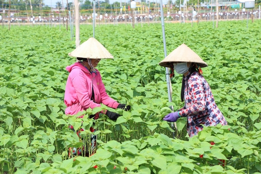 Chợ Mới thực hiện thắng lợi mục tiêu kép