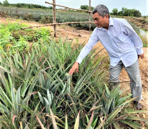 Làm giàu trên đất phèn