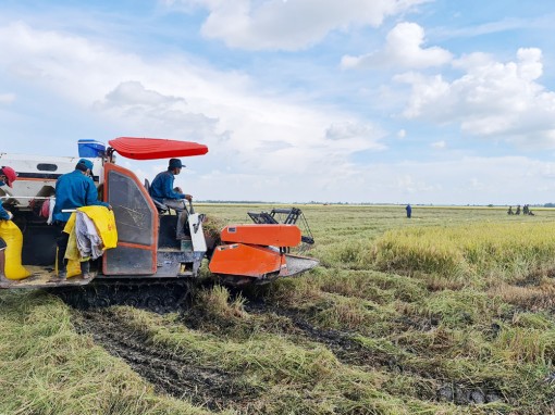 Bảo vệ tốt vụ thu đông 2021