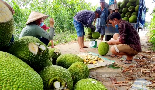 Tiền Giang: Cửa khẩu “đóng băng”, vựa đóng cửa, mít Thái xuất khẩu thành mít... chợ