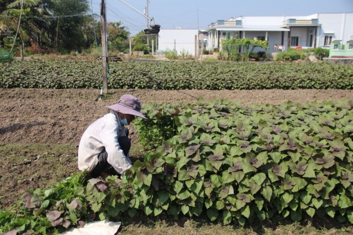 Long An: Sử dụng phân bón hữu cơ vừa nâng cao chất lượng nông sản, vừa bảo vệ môi trường