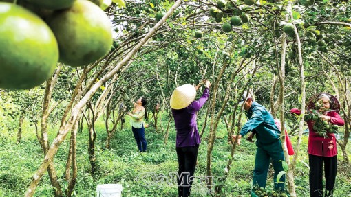 Cà Mau: Xuân sớm trên đồng