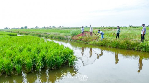 Cà Mau: Thực hiện linh hoạt, hài hoà mục tiêu kép